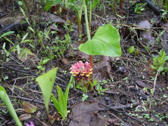 Curcuma mutabilis