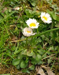 Bellis perennis
