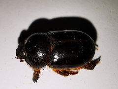 Temnorhynchus retusus