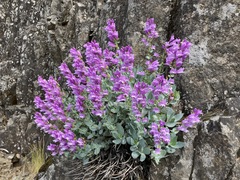 Penstemon barrettiae