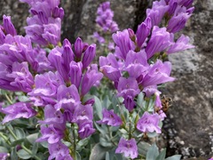 Penstemon barrettiae