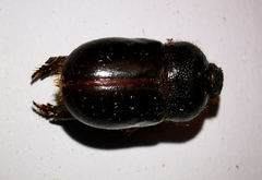 Temnorhynchus retusus