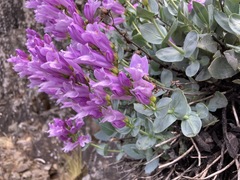 Penstemon barrettiae