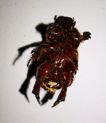 Temnorhynchus retusus