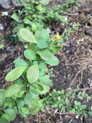 Angiospermae