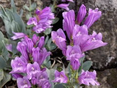 Penstemon barrettiae