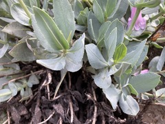 Penstemon barrettiae