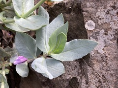 Penstemon barrettiae