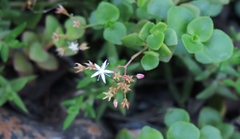 Crassula spathulata