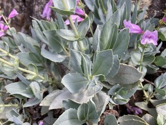 Penstemon barrettiae