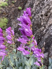 Penstemon barrettiae