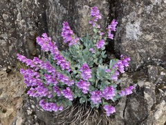 Penstemon barrettiae