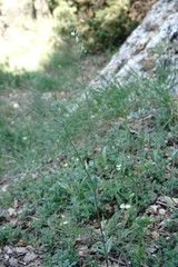Cerastium perfoliatum