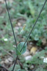 Cerastium perfoliatum