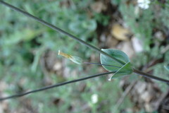 Cerastium perfoliatum