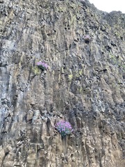Penstemon barrettiae