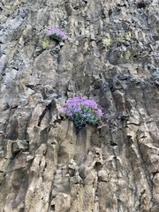 Penstemon barrettiae