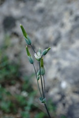Cerastium perfoliatum