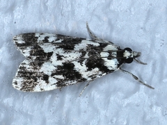 Eudonia aphrodes