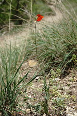 Papaver laevigatum