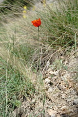 Papaver laevigatum
