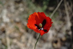 Papaver laevigatum