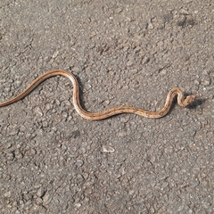 Oligodon taeniolatus