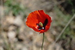 Papaver laevigatum