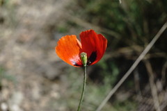 Papaver laevigatum
