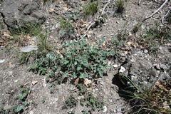 Hedysarum candidum