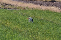 Ardea cinerea