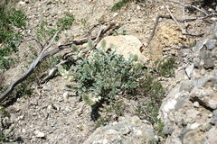 Hedysarum candidum