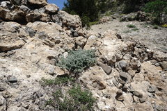 Astragalus setosulus