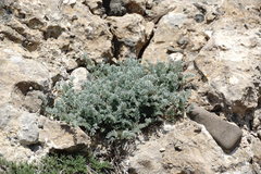 Astragalus setosulus