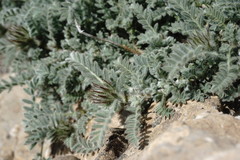 Astragalus setosulus