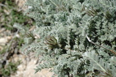 Astragalus setosulus