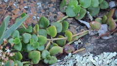 Crassula spathulata