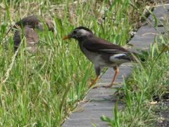 Spodiopsar cineraceus