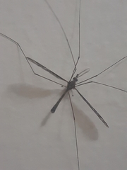 Tipulomorpha