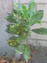 Codiaeum variegatum pictum