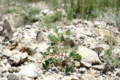 Melilotus neapolitanus