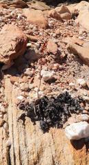 Adromischus inamoenus