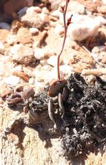 Adromischus inamoenus