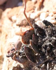 Adromischus inamoenus