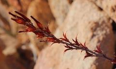 Adromischus inamoenus