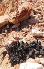 Adromischus inamoenus