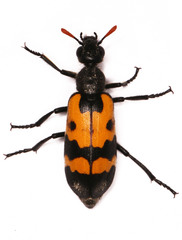Hycleus lunatus