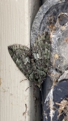 Hydriomena transfigurata