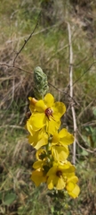 Verbascum boerhavii