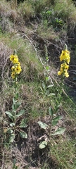 Verbascum boerhavii
